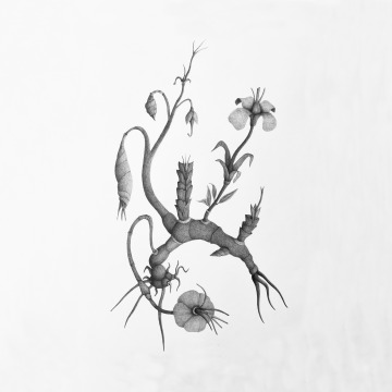 Image Massimiliano Baldassari