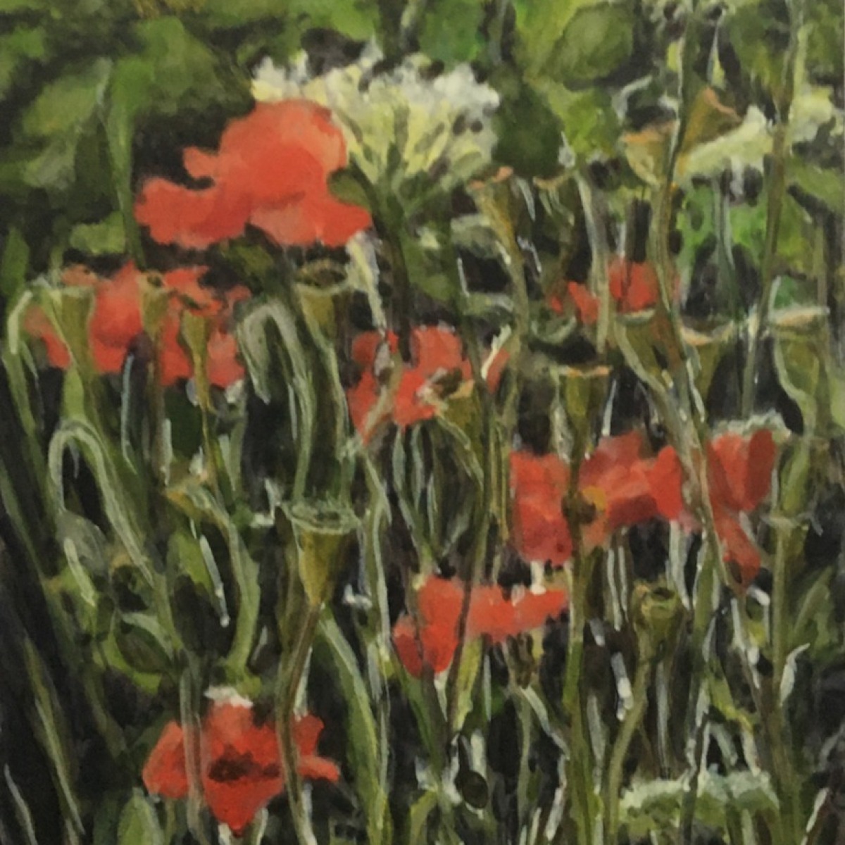 coquelicot