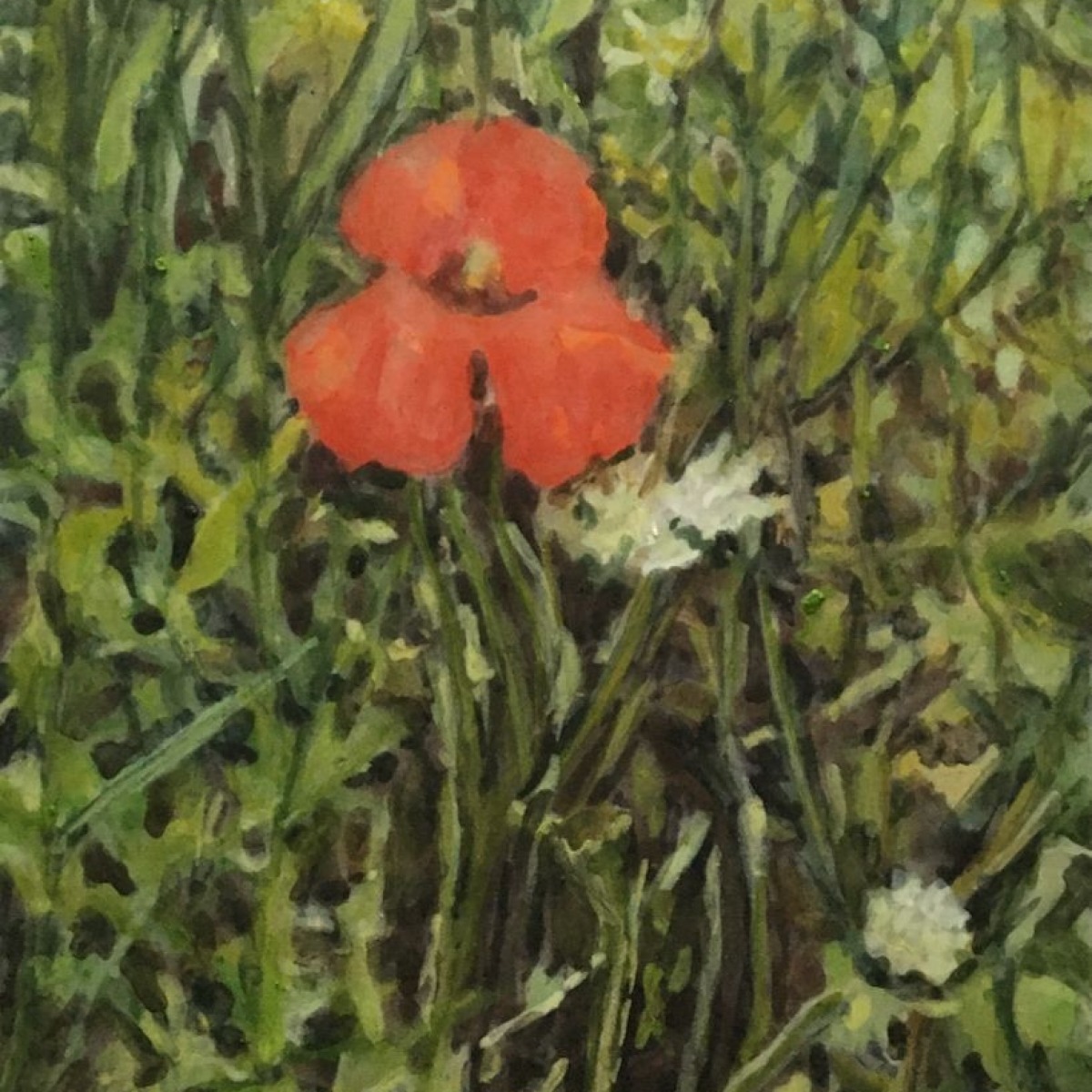 coquelicot02