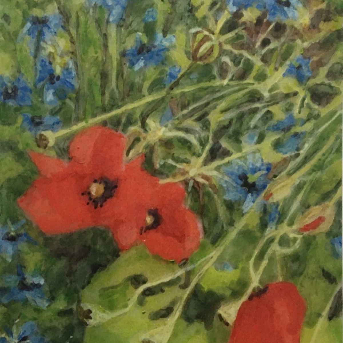 coquelicot03