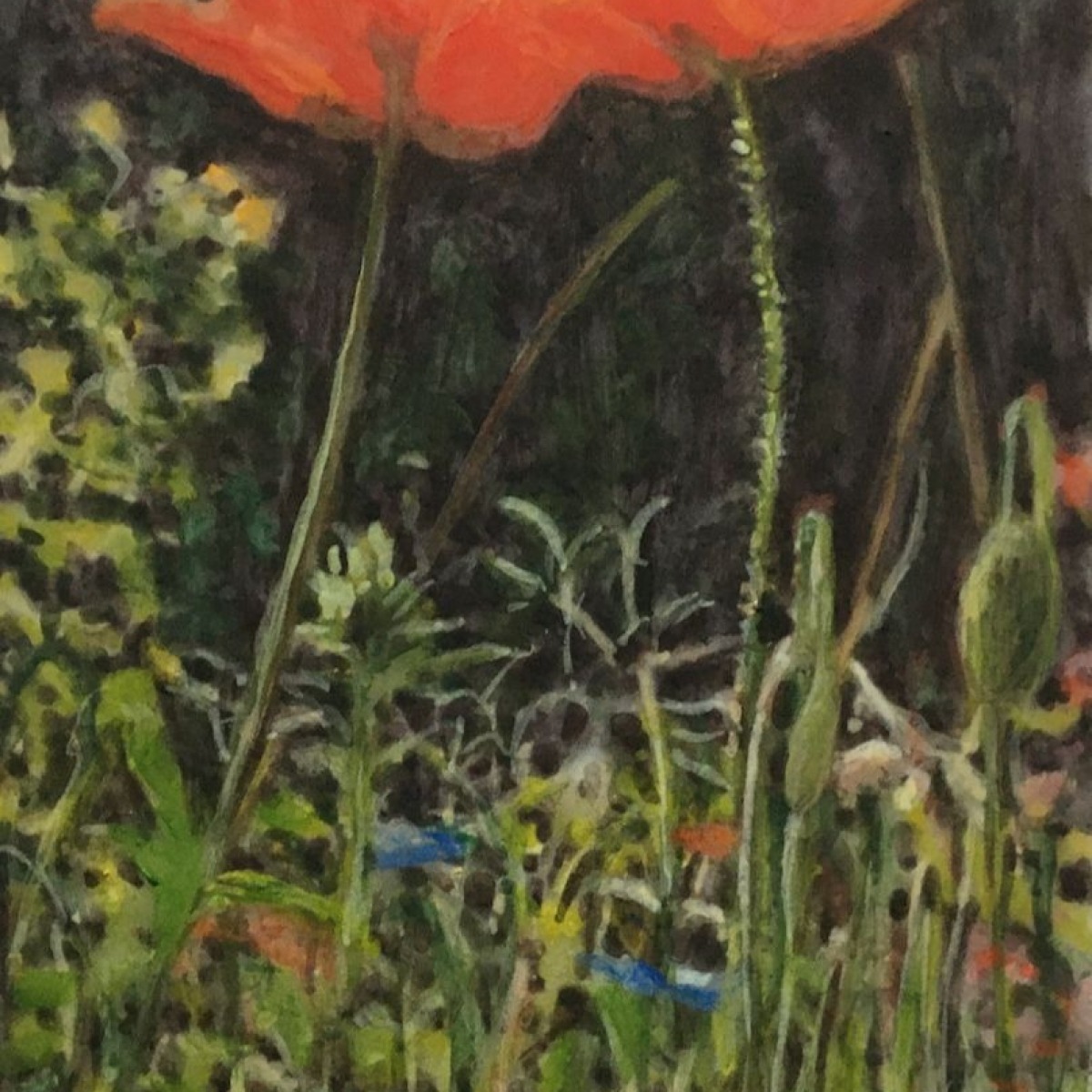 coquelicot04